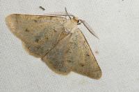 Isturgia miniosaria