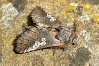 Diloba caeruleocephala