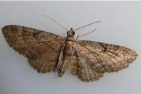 Eupithecia ericeata