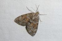 Thera obeliscata