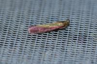 Oncocera semirubella