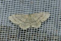 Idaea aversata