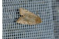 Cosmia trapezina