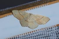 Cyclophora punctaria