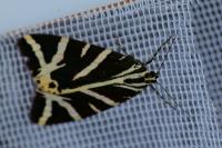 Euplagia quadripunctaria