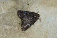 Mesapamea secalella/secalis