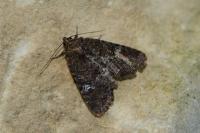 Mesapamea secalella/secalis