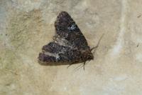 Mesapamea secalella/secalis