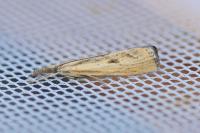 Agriphila inquinatella