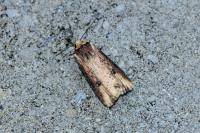 Axylia putris