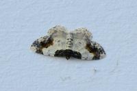 Ligdia adustata