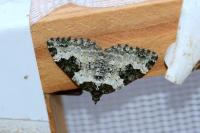 Xanthorhoe fluctuata