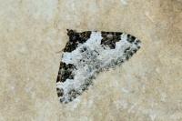 Xanthorhoe fluctuata
