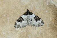 Xanthorhoe fluctuata