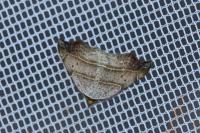 Laspeyria flexula