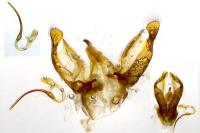 Aplocera efformata
