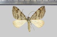 Aplocera efformata