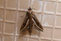 Hippotion celerio