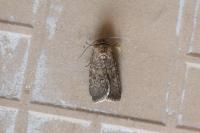 Spodoptera cilium