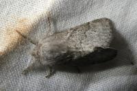 Trichiura crataegi
