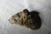 Cymatophorina diluta