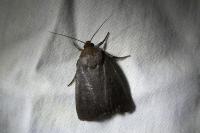Amphipyra livida