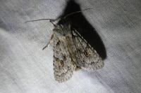 Lithophane ornitopus