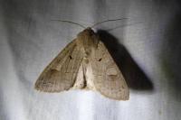 Ammoconia caecimacula