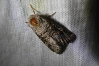 Cleoceris scoriacea