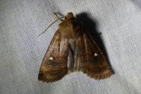 Eupsilia transversa