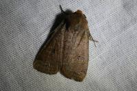 Conistra erythrocephala