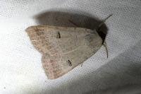 Lygephila craccae