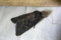 Aporophyla nigra