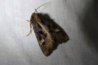 Trigonophora flammea