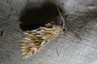 Cynaeda dentalis