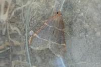 Hypsopygia glaucinalis