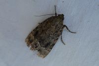 Amphipyra pyramidea/Amphipyra berbera