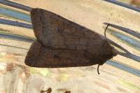 Sunira circellaris