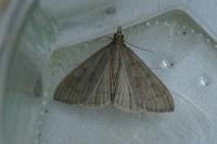Mecyna asinalis