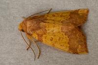 Tiliacea aurago