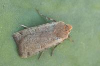 Conistra erythrocephala