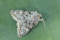 Polymixis flavicincta meridionalis