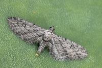Eupithecia unedonata