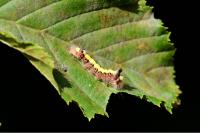 Acronicta psi