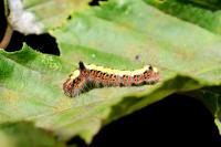 Acronicta psi