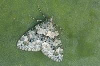 Chloroclysta miata clara