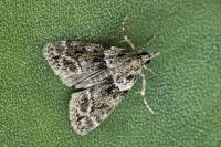 Eudonia mercurella