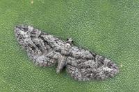 Eupithecia ericeata