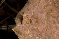 Antigastra catalaunalis