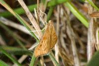 Antigastra catalaunalis